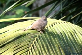 IIP Online Student Photography