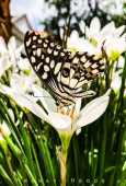 IIP Online Student Photography