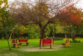 IIP Online Student Photography