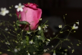 IIP Online Student Photography