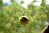 IIP Online Student Photography