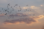 IIP Online Student Photography