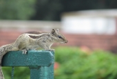 IIP Online Student Photography