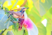 IIP Online Student Photography