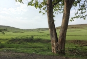 IIP Online Student Photography