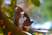 IIP Online Student Photography