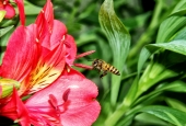 IIP Online Student Photography