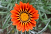 IIP Online Student Photography