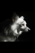 IIP Online Student Photography