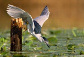 IIP Online Student Photography