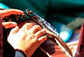 IIP Online Student Photography