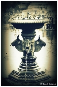 IIP Online Student Photography