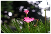 IIP Online Student Photography