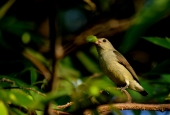 IIP Online Student Photography