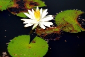 IIP Online Student Photography