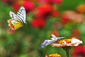 IIP Online Student Photography