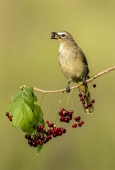 IIP Online Student Photography