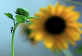 IIP Online Student Photography