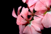 IIP Online Student Photography