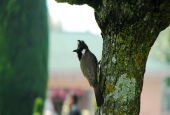 IIP Online Student Photography