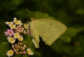 IIP Online Student Photography