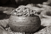 IIP Online Student Photography