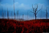 IIP Online Student Photography