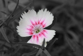 IIP Online Student Photography