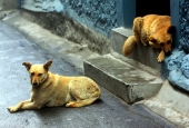 IIP Online Student Photography