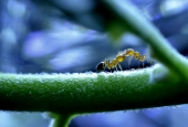 IIP Online Student Photography