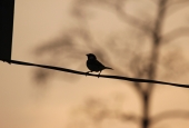 IIP Online Student Photography