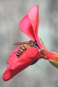 IIP Online Student Photography