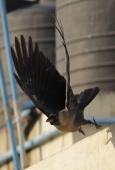 IIP Online Student Photography