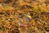 IIP Online Student Photography