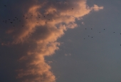 IIP Online Student Photography