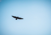 IIP Online Student Photography