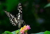 IIP Online Student Photography