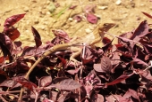 IIP Online Student Photography