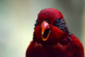 IIP Online Student Photography