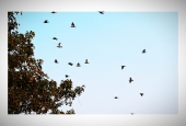 IIP Online Student Photography