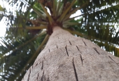 IIP Online Student Photography
