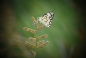 IIP Online Student Photography