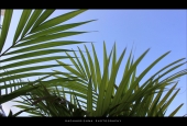 IIP Online Student Photography