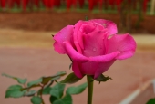 IIP Online Student Photography