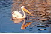 IIP Online Student Photography
