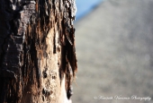 IIP Online Student Photography