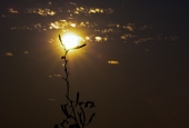 IIP Online Student Photography