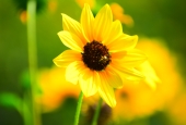 IIP Online Student Photography