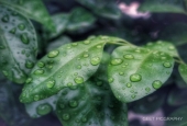 IIP Online Student Photography