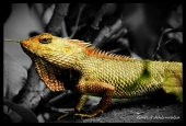 IIP Online Student Photography